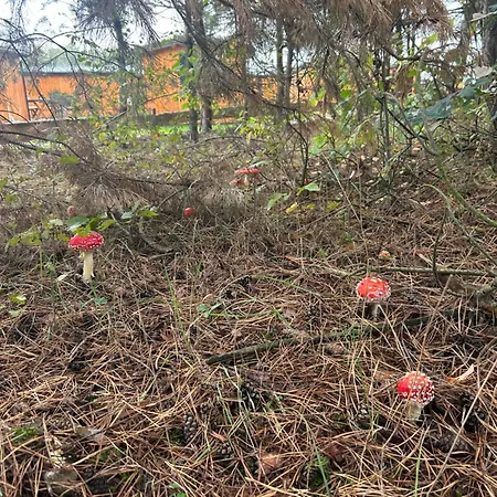 Zacisze Obok Suntago Park פארק נופש *