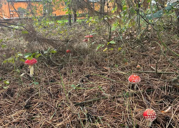 Zacisze Obok Suntago Park Kompleks wypoczynkowy *